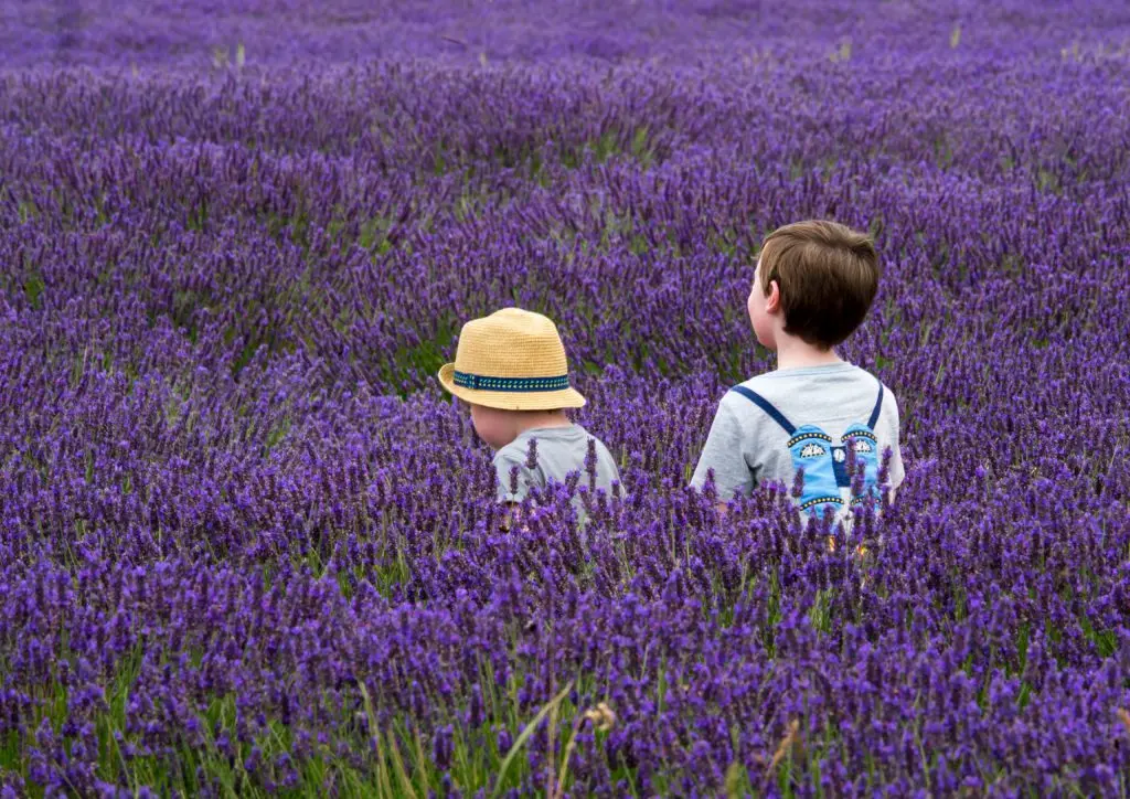 Lavendelfelder der Provence bewundern