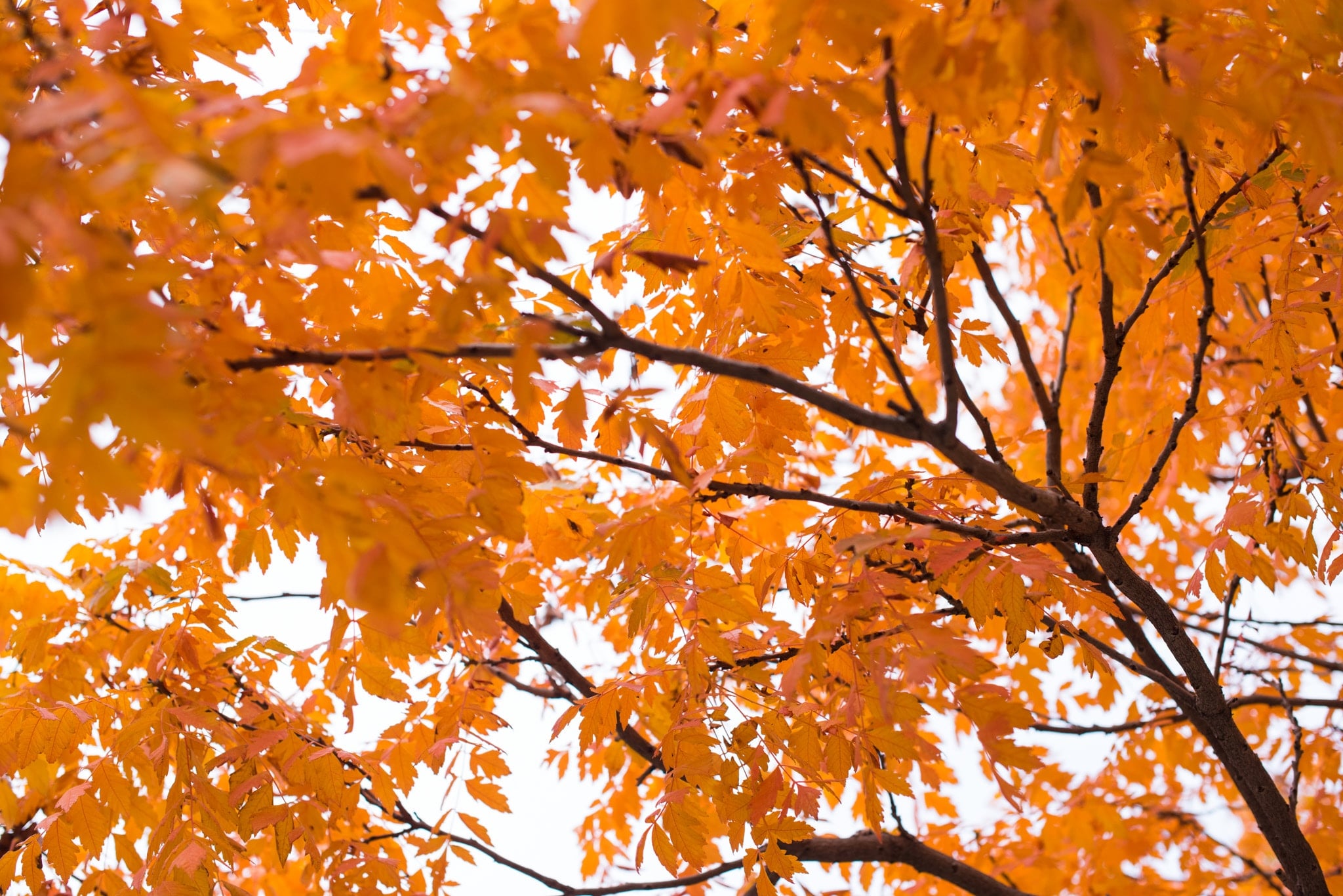 Feuilles orangées de l'été indien