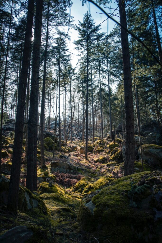 Foret de Fontainebleau, France