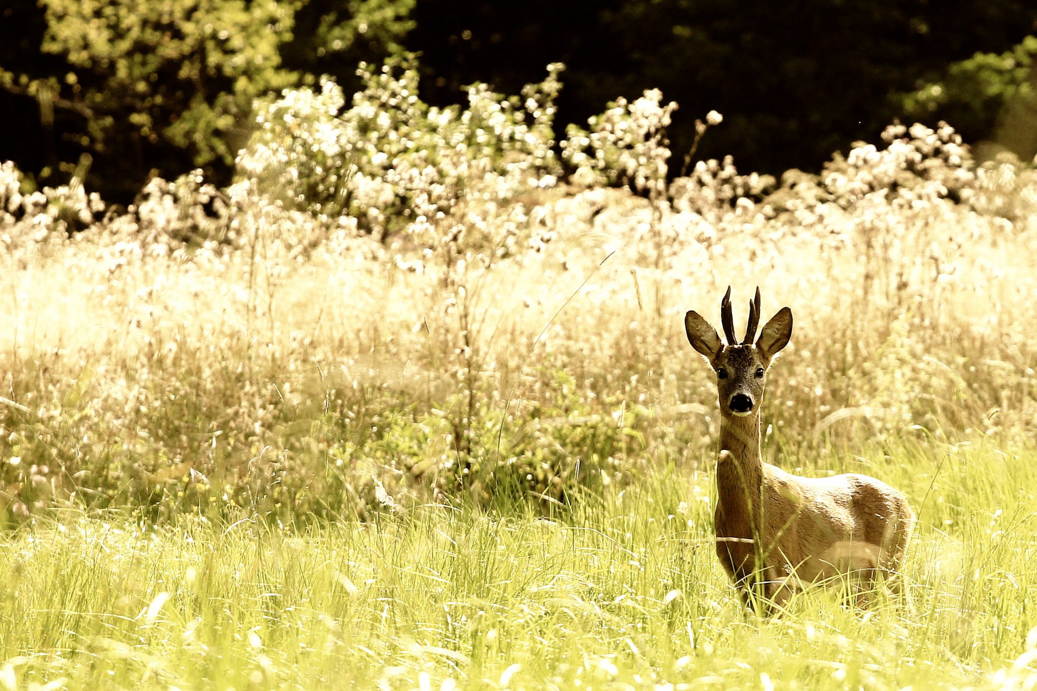 cerf dans la foret de Białowieza en Pologne