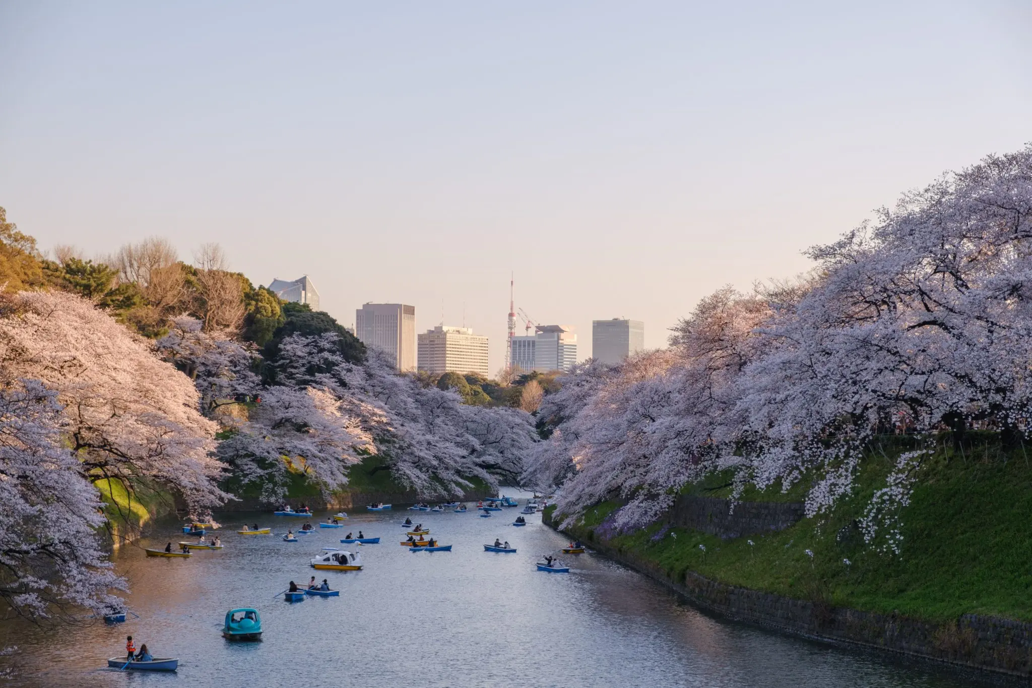 sakura le long dune riviere a Tokyo Japon pendant le printemps