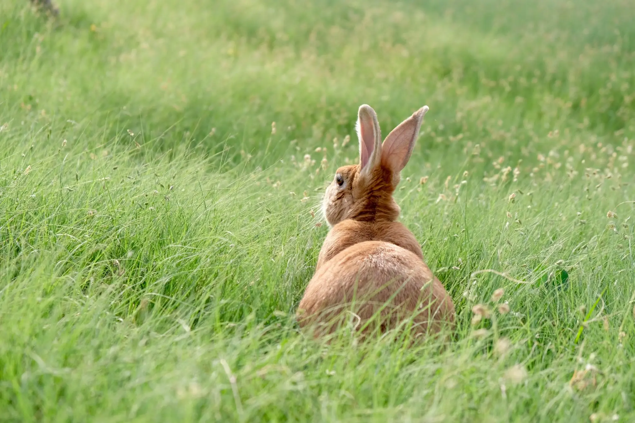 lapin de paques ou les cloches apportent les oeufs aux enfants