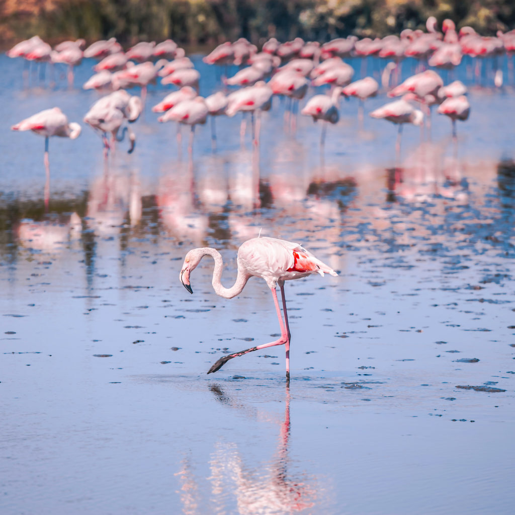 flamants roses dans les marais de camargue