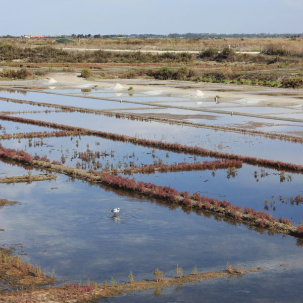 ile de re marais salants