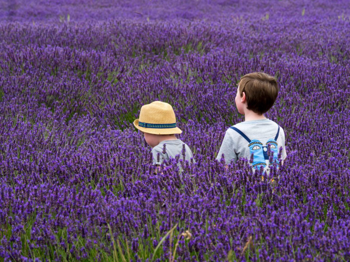 Ou Et Quand Admirer Les Champs De Lavande En Provence Fizzer